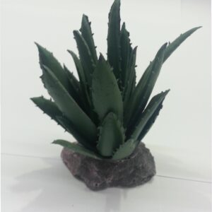 CACTUS SIERRA MADRE 12CM.**