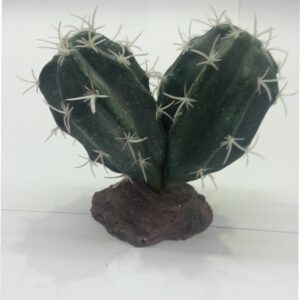 CACTUS SINAI 13 CM.**