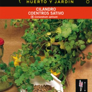 CILANTRO CORIANDRUN SATIVUN.
