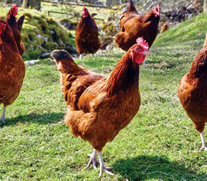 GALLINAS PONEDORAS GRANULO 25 KG