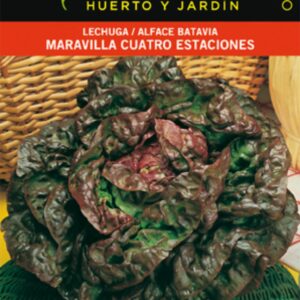 LECHUGA 4 ESTACIONES SOBRE