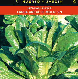 LECHUGA LARGA OREJA DE MULO