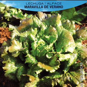 LECHUGA MARAVILLA DE VERANO- ECO