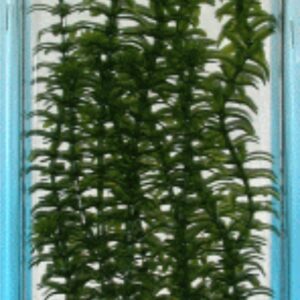 PLANTA ANACHARIS PLUS (28-33CM) ***