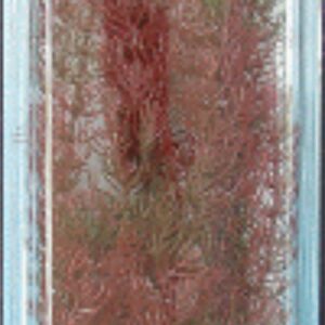 PLANTA FOXTAIL PLUS (35-38CM)