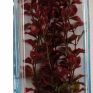 PLANTA RED LUWIGIA (35-38CM)