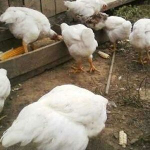 POLLOS ENGORDE GRANULADO 25 KG.