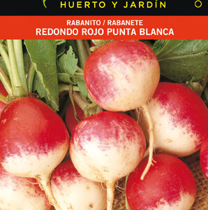 RABANITO REDONDO ROJO PUNTA BLANCA SOBRE