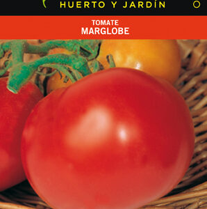 TOMATE MARGLOBE