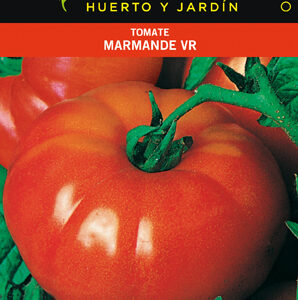 TOMATE MARMANDE VR.HOLANDA SOBRE