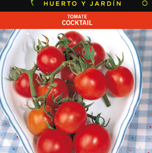 TOMATE MINI BELL CHERRY